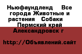 Ньюфаундленд  - Все города Животные и растения » Собаки   . Пермский край,Александровск г.